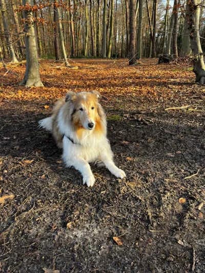 Venja, senior Collie for adoption at Collies suchen ein Zuhause, Oldenburg