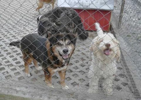 Willi, male senior Mixed Breed for adoption at Collies suchen ein Zuhause, Oldenburg