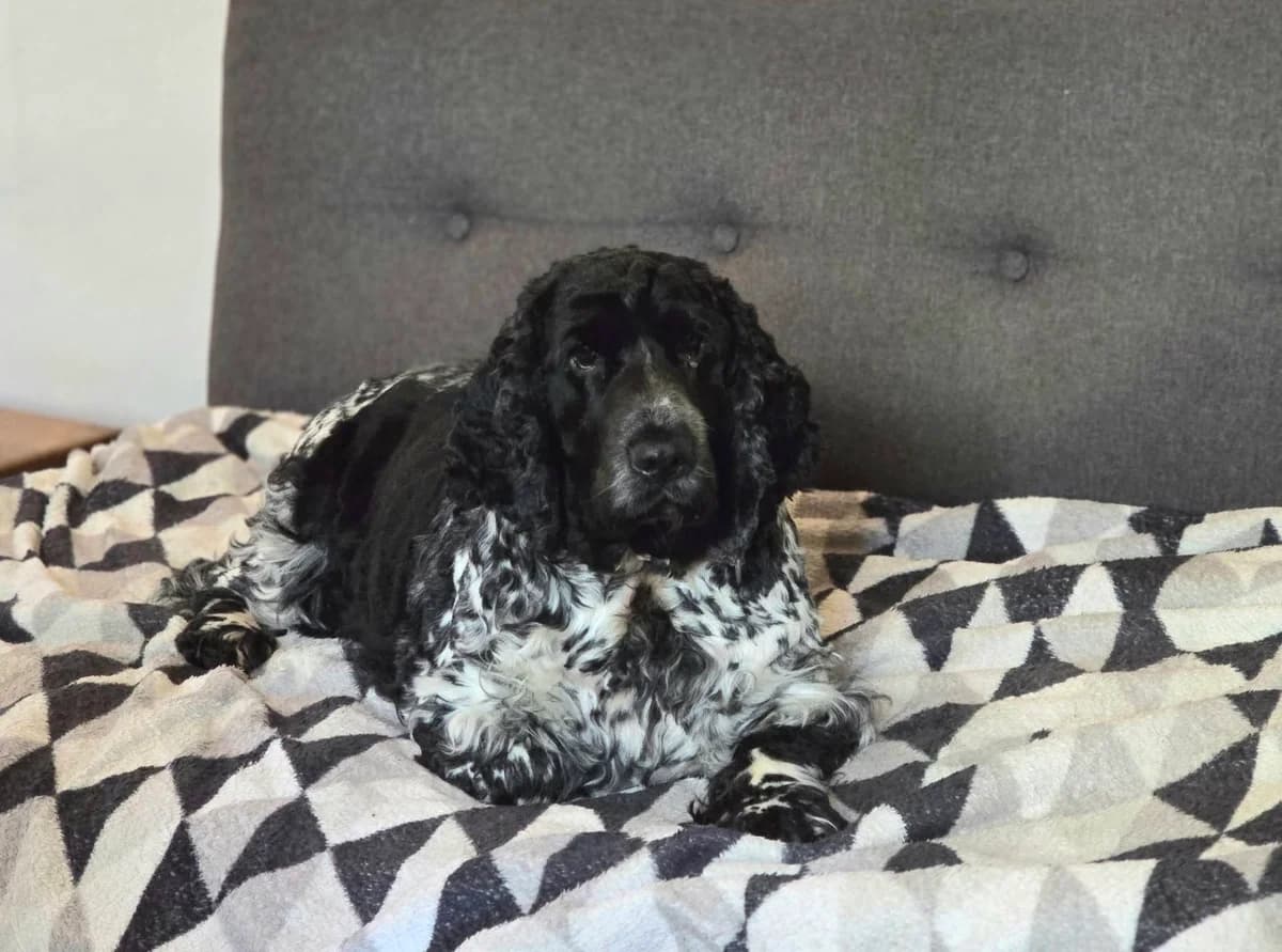 Anuschka, female Cocker Spaniel for adoption at Cocker und Setter in Not, Osnabrück
