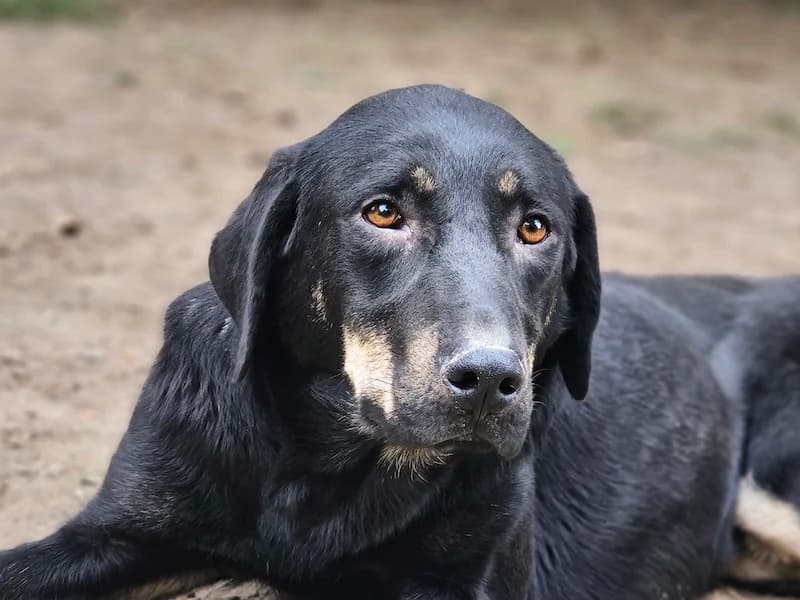 Henna, female young Mixed Breed for adoption at Daisy Family Rescue e.V., Germany