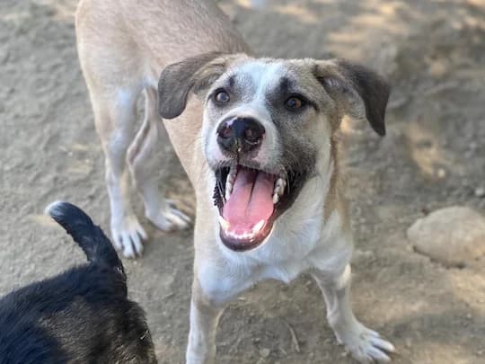 Prince, male young Mixed Breed for adoption at Daisy Family Rescue e.V., Germany