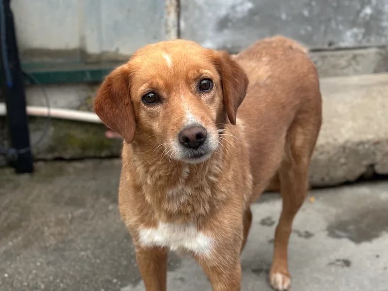 Peggy, female Mixed Breed for adoption at Daisy Family Rescue e.V., Germany