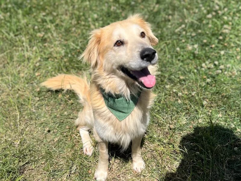 Mali, male Mixed Breed for adoption at Daisy Family Rescue e.V., Germany