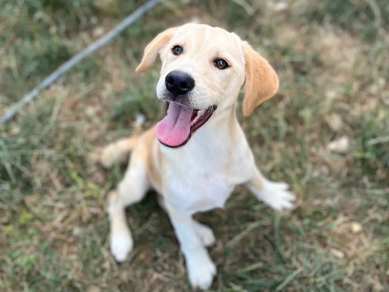 Belle, female young Mixed Breed for adoption at Daisy Family Rescue e.V., Germany