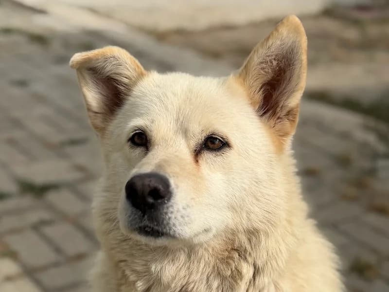 Ellie, female senior Mixed Breed for adoption at Daisy Family Rescue e.V., Germany