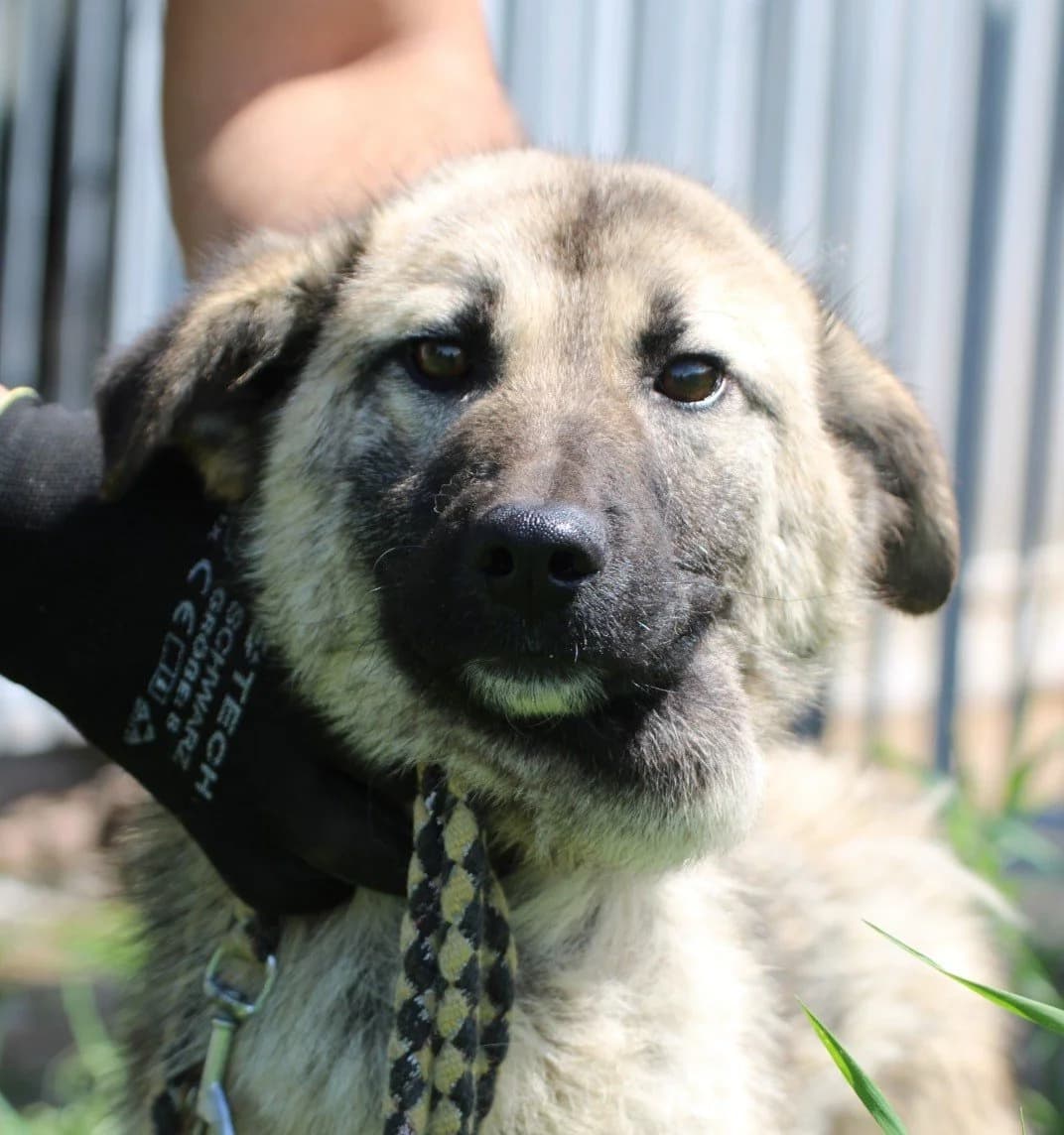 Mella - kinderlieb u. sehr verspielt, braun female puppy Mixed Breed for adoption at Das kleine Tierheim, Lohra