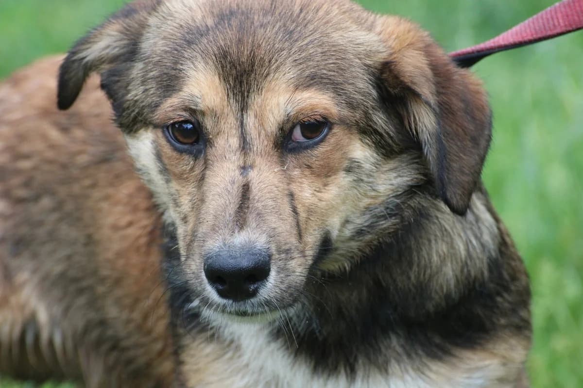 Finjo, male Dachshund for adoption at Das kleine Tierheim, Lohra