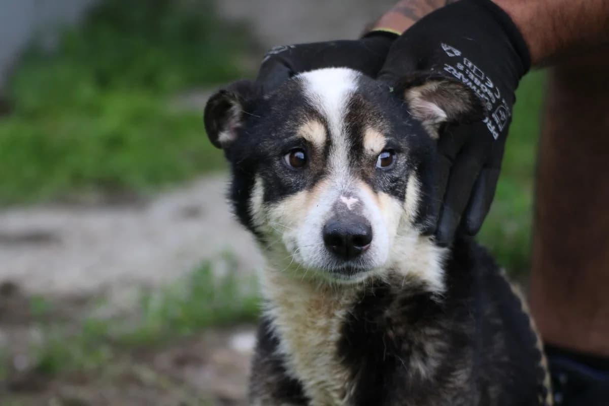 Piko, male young Mixed Breed for adoption at Das kleine Tierheim, Lohra