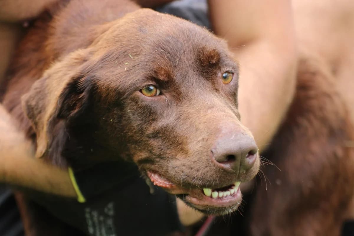 Ruben - Labrador Mix, male 5yo Labrador Retriever for adoption at Das kleine Tierheim, Lohra