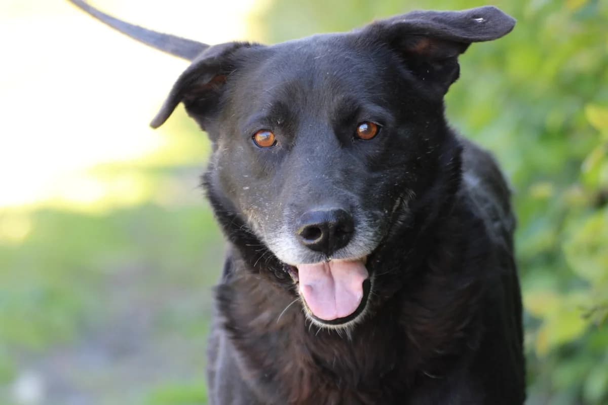 Shamejo, male 6yo Labrador Retriever for adoption at Das kleine Tierheim, Lohra