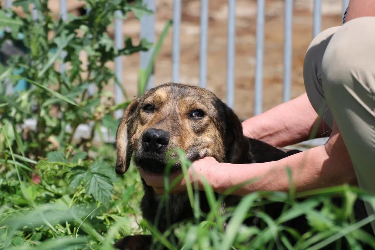Mara, male young Mixed Breed for adoption at Das kleine Tierheim, Lohra