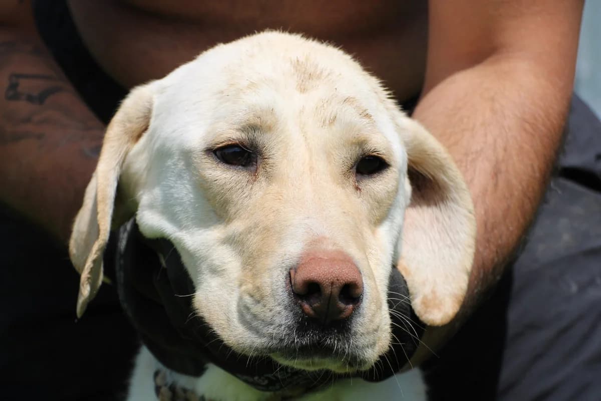 Tira, blond female young Labrador Retriever for adoption at Das kleine Tierheim, Lohra