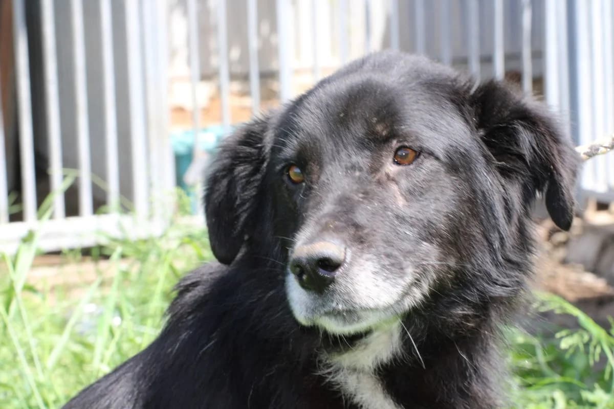 Puno, male 6yo Border Collie for adoption at Das kleine Tierheim, Lohra