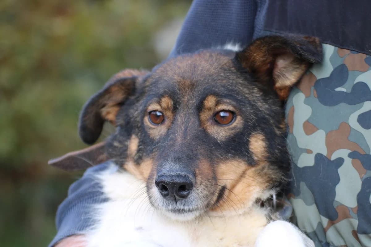 Jojola - zutraulich u. kinderlieb, female 3yo Mixed Breed for adoption at Das kleine Tierheim, Lohra