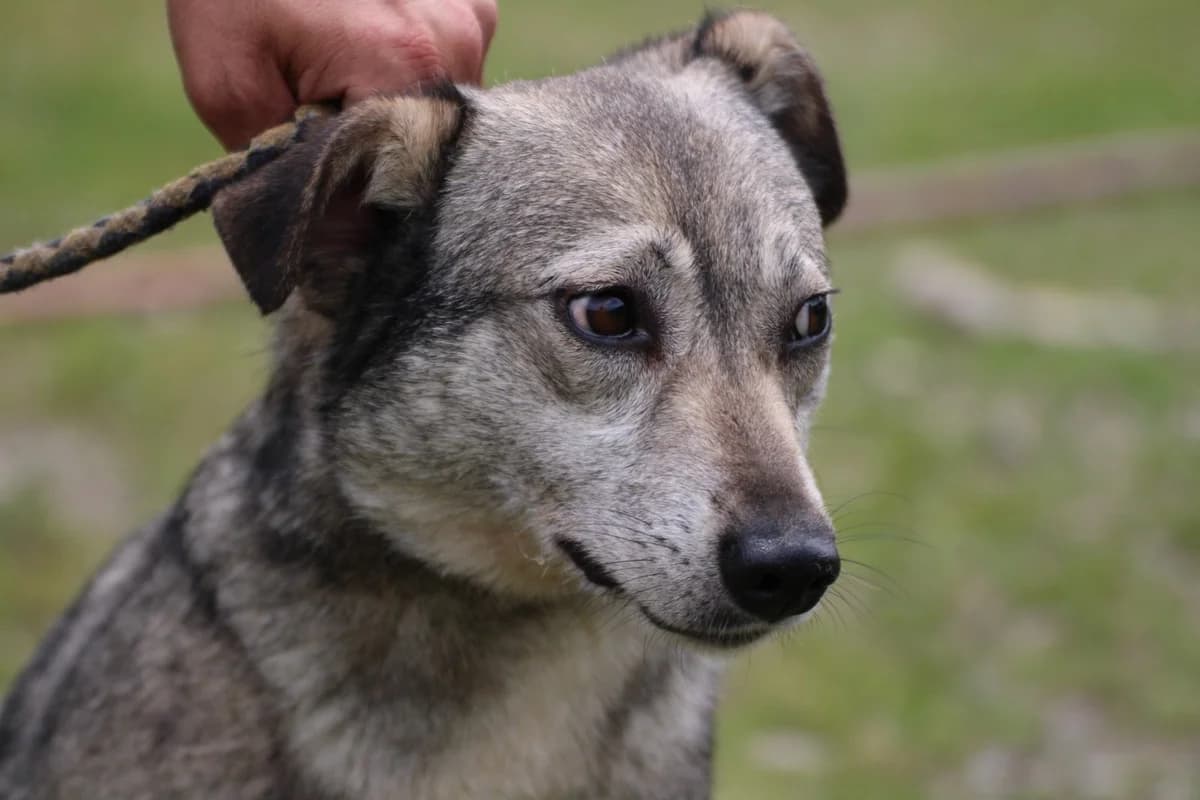 Gania, female young Mixed Breed for adoption at Das kleine Tierheim, Lohra