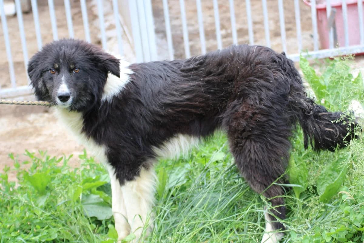 Emia, female puppy Border Collie for adoption at Das kleine Tierheim, Lohra