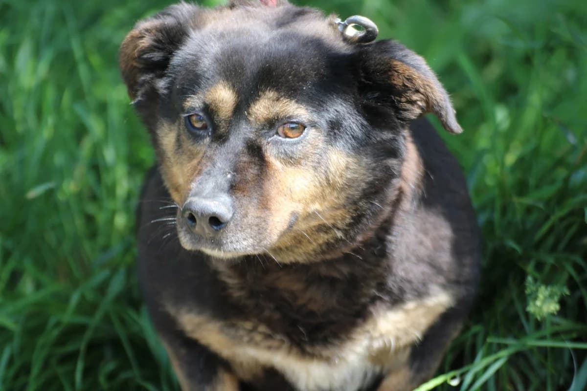 Dinka, female 3yo Dachshund for adoption at Das kleine Tierheim, Lohra