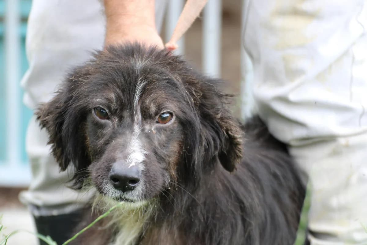 Niju - goldiges Welpenmädchen, female puppy Shetland Sheepdog for adoption at Das kleine Tierheim, Lohra