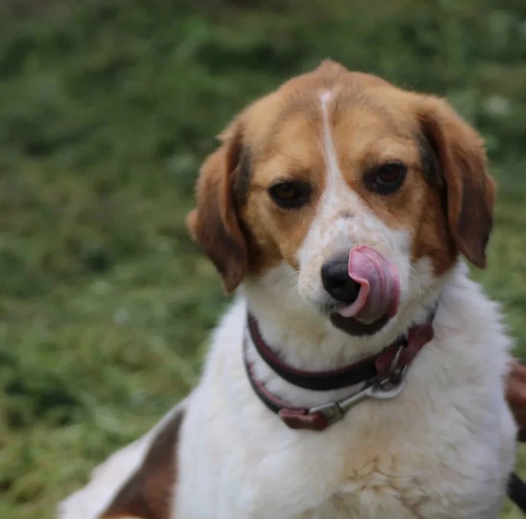 Karumi, female young Beagle for adoption at Das kleine Tierheim, Lohra