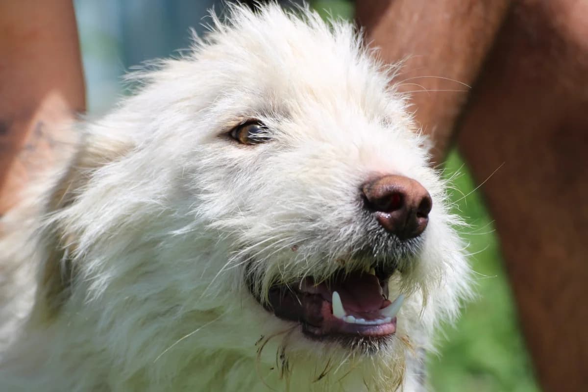 Linja - sehr verspielt u. kinderlieb, female young Collie for adoption at Das kleine Tierheim, Lohra