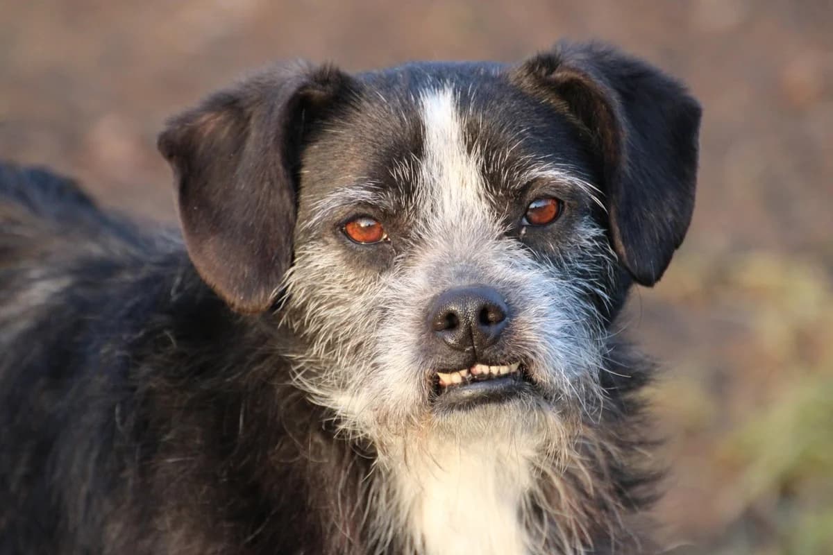 Tips, male 3yo Miniature Schnauzer for adoption at Das kleine Tierheim, Lohra