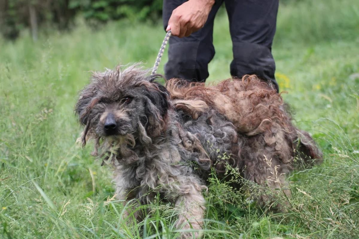 Nini, female young Puli for adoption at Das kleine Tierheim, Lohra