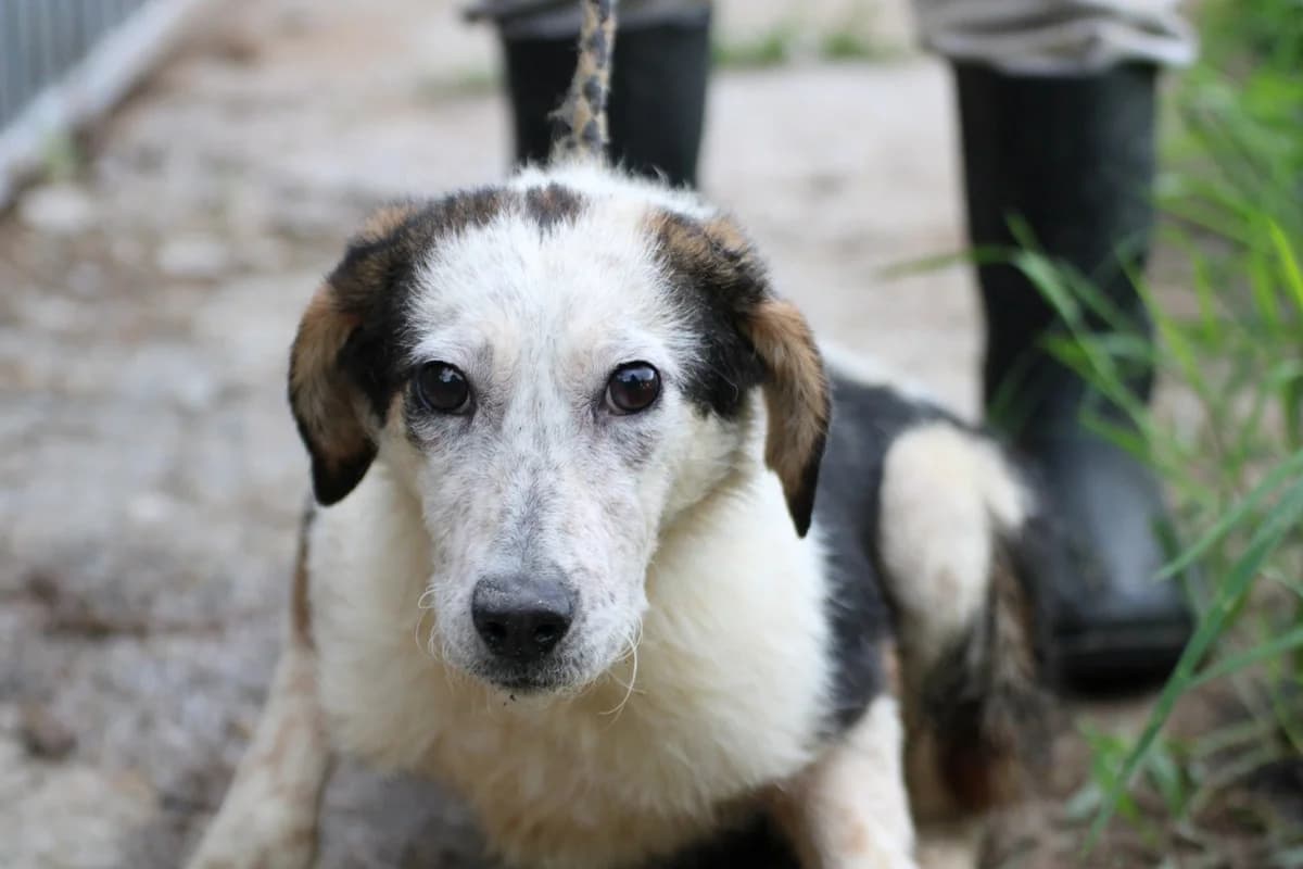 Miron, male young Mixed Breed for adoption at Das kleine Tierheim, Lohra