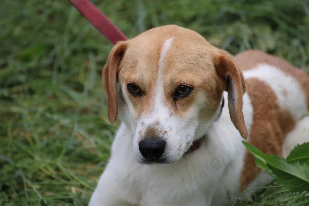 Pirinia, female 5yo Beagle for adoption at Das kleine Tierheim, Lohra