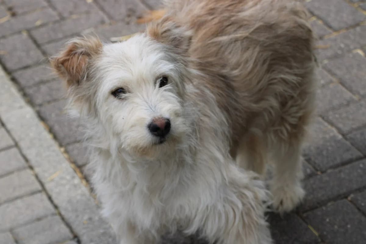 Saria, female Maltese for adoption at Das kleine Tierheim, Lohra
