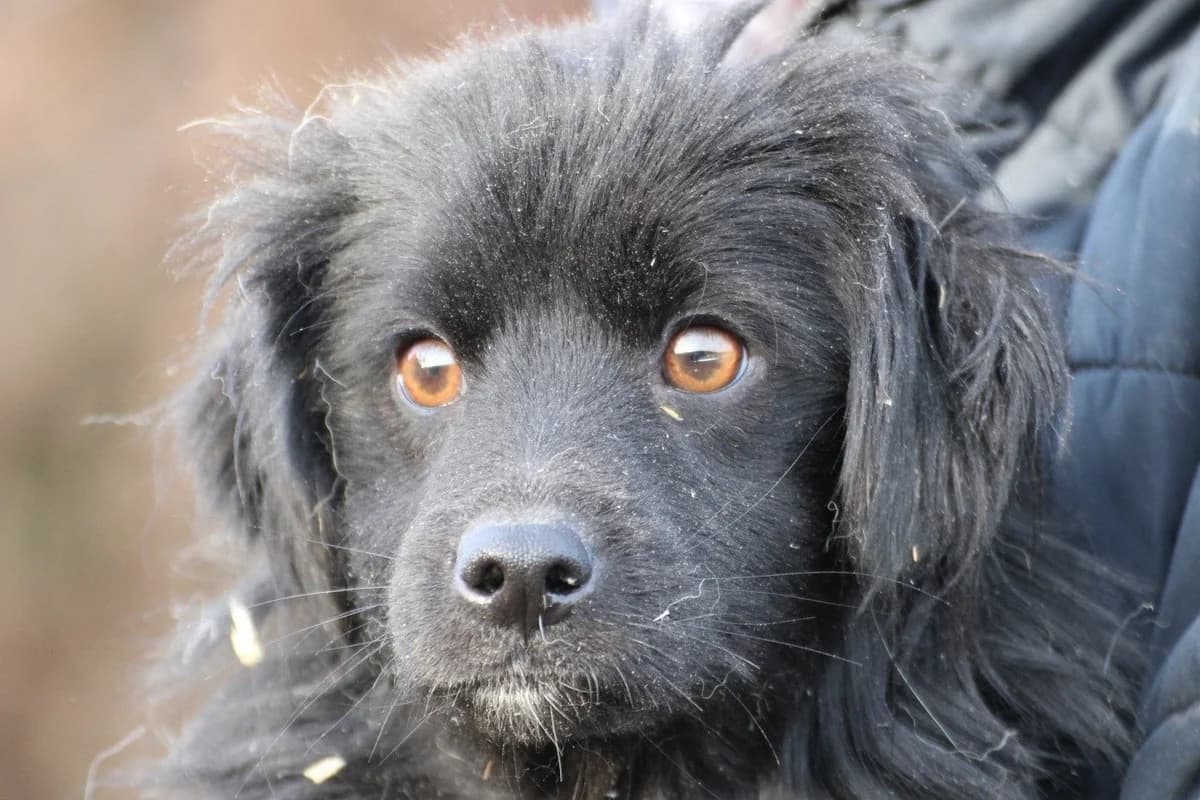 Juna, male young Dachshund for adoption at Das kleine Tierheim, Lohra