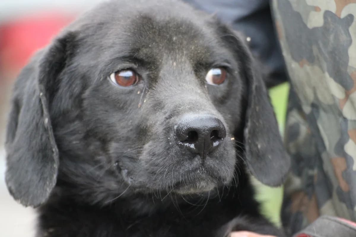 Basti - kinderlieber Familienhund, male Mixed Breed for adoption at Das kleine Tierheim, Lohra