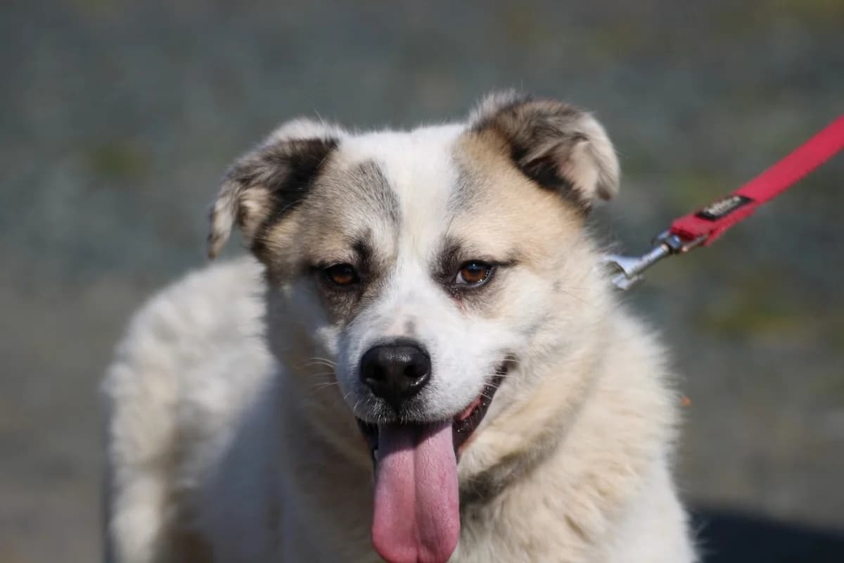 Pinti, male young Mixed Breed for adoption at Das kleine Tierheim, Lohra