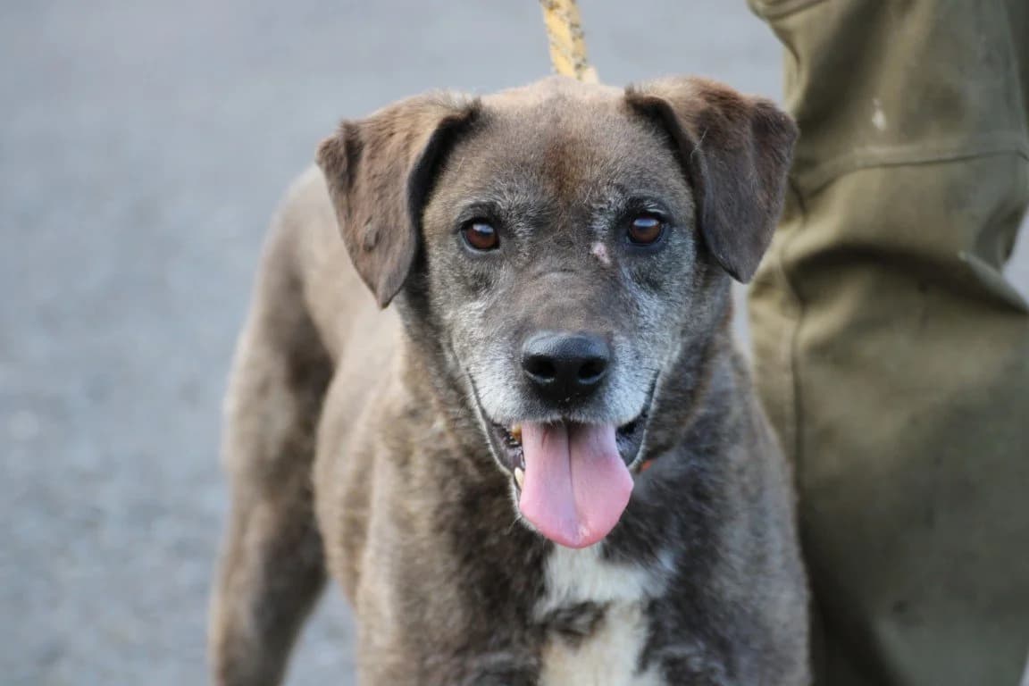 Dainty, male 6yo Weimaraner for adoption at Das kleine Tierheim, Lohra