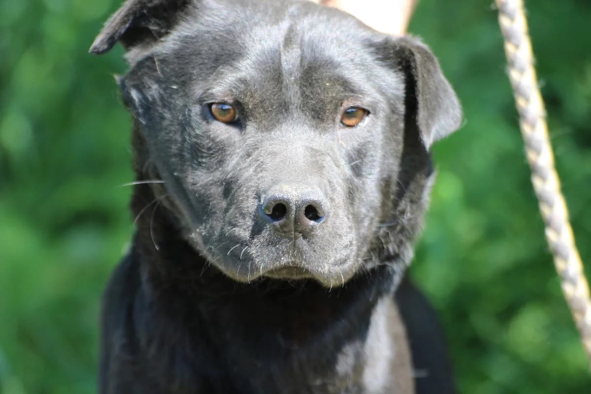 Pieti, male young English Bulldog for adoption at Das kleine Tierheim, Lohra