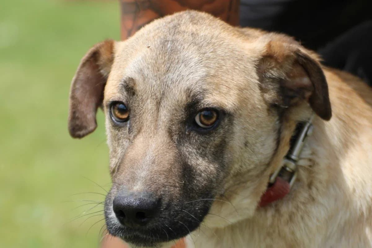 Knuddel, male puppy Mixed Breed for adoption at Das kleine Tierheim, Lohra