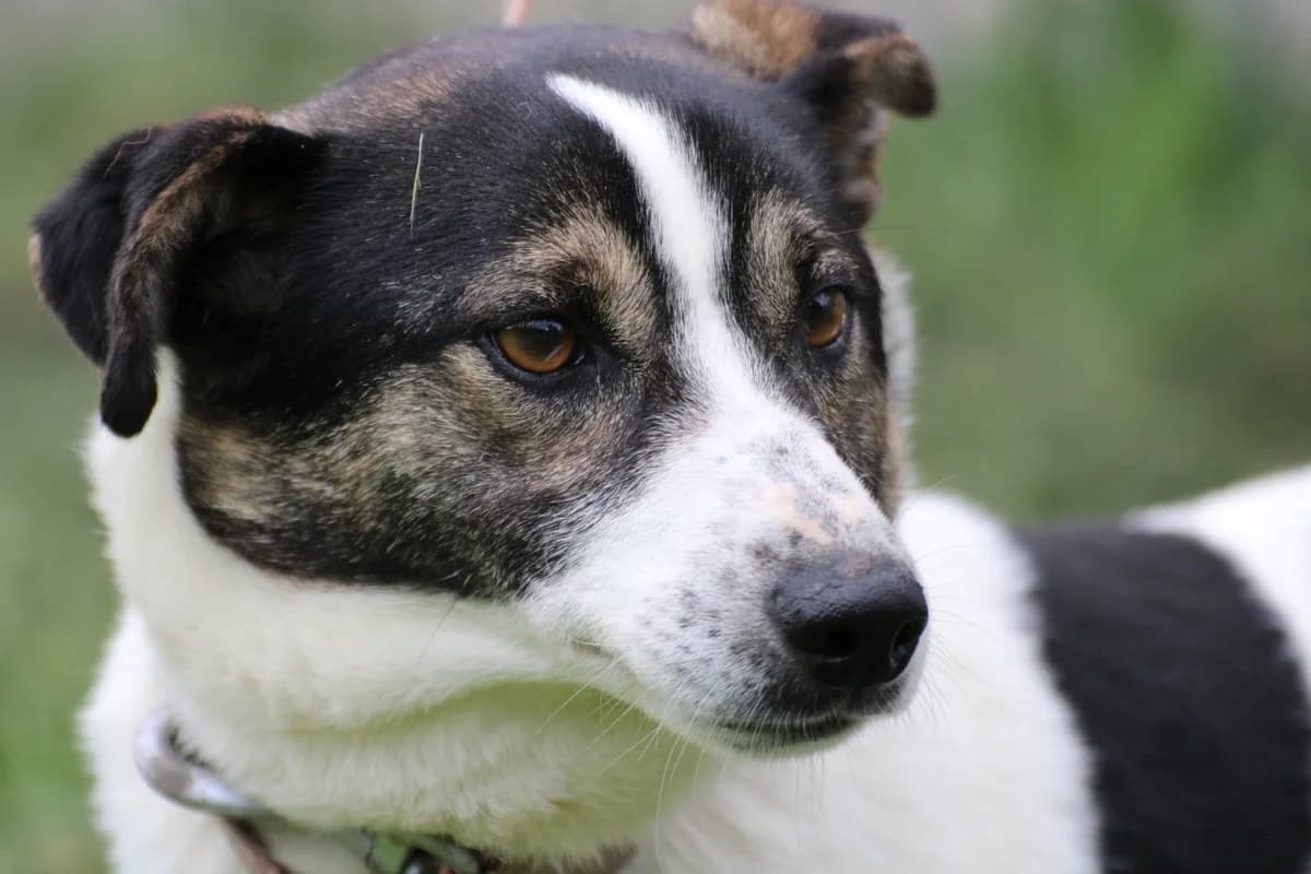 Peppi - kinderlieb u. zutraulich, male young mixed breed for adoption at Das kleine Tierheim, Lohra