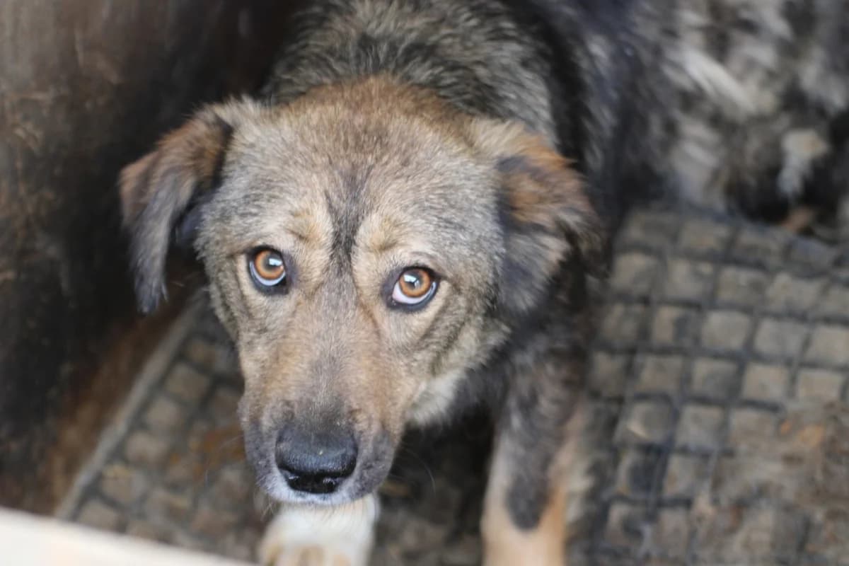 Belina - hübsche Wuschelhündin, female young mixed breed for adoption at Das kleine Tierheim, Lohra