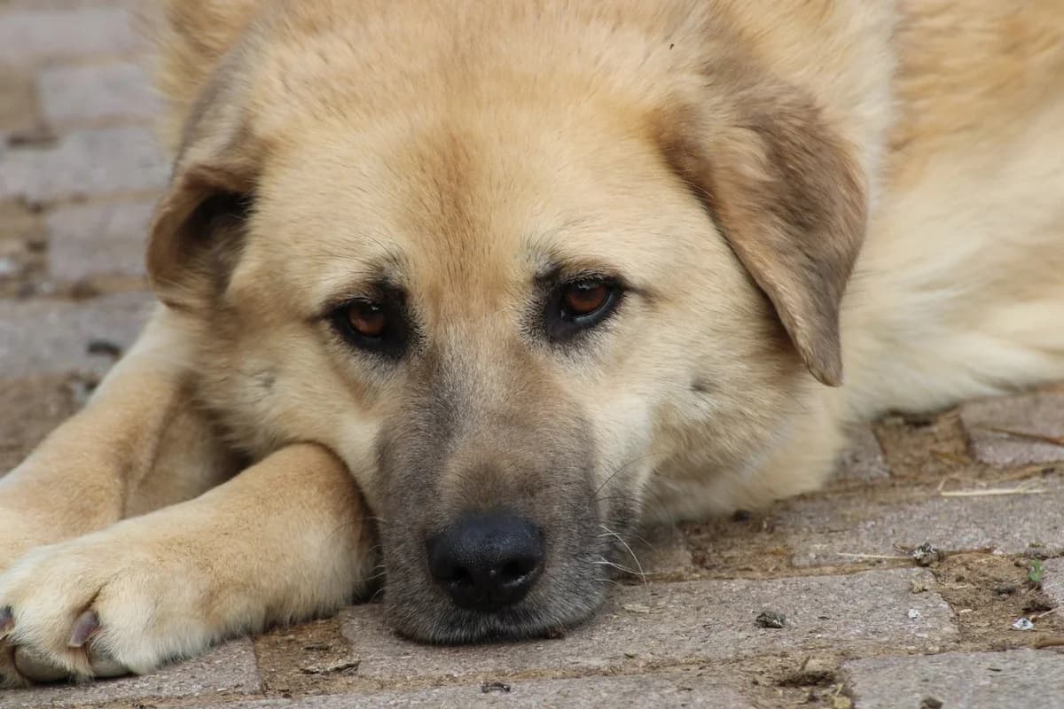 Ananda, female 4yo Golden Retriever for adoption at Das kleine Tierheim, Lohra