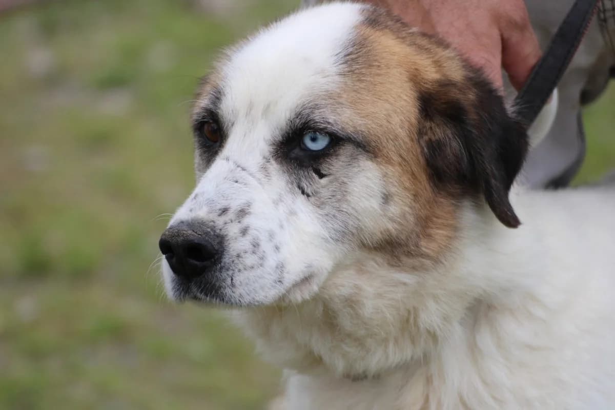Arubi, male young Saint Bernard for adoption at Das kleine Tierheim, Lohra