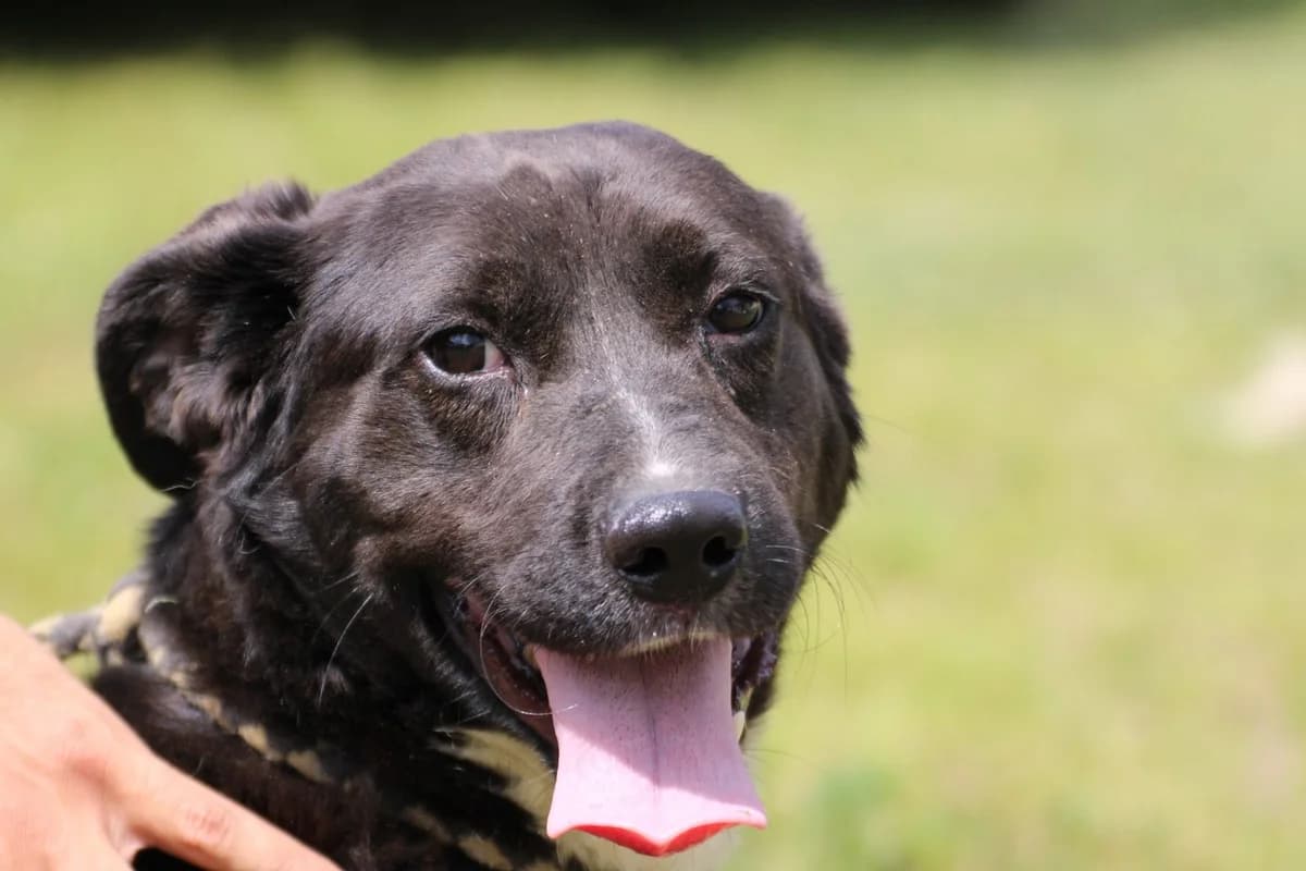 Black-Beauty, schwarz male 5yo Dachshund for adoption at Das kleine Tierheim, Lohra