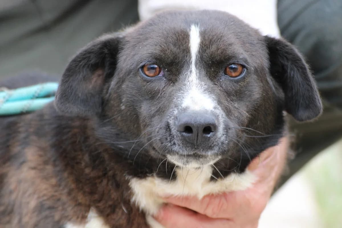 Batida, female 3yo Dachshund for adoption at Das kleine Tierheim, Lohra