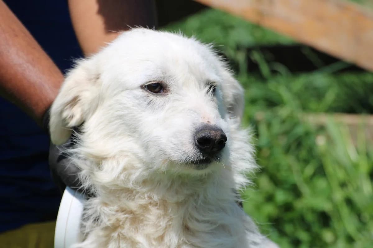 Sera - kinderlieb u. unkompliziert, female 5yo Mixed Breed for adoption at Das kleine Tierheim, Lohra