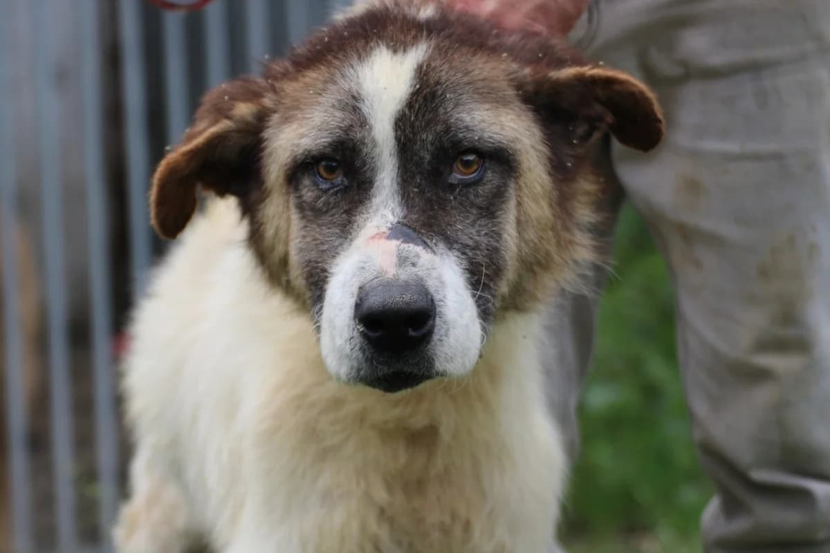 Goran, male young Saint Bernard for adoption at Das kleine Tierheim, Lohra