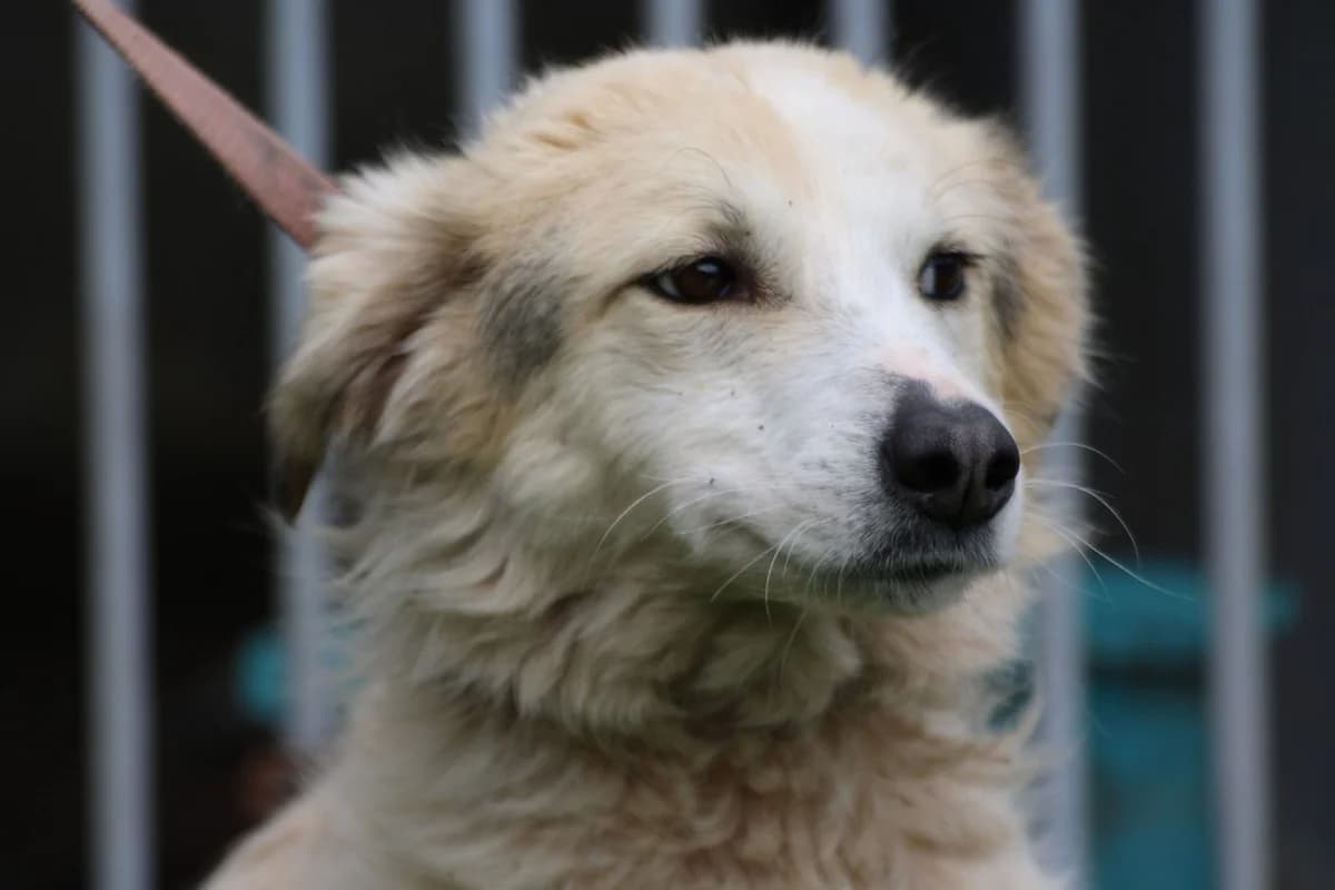 Mesia, female young Golden Retriever for adoption at Das kleine Tierheim, Lohra