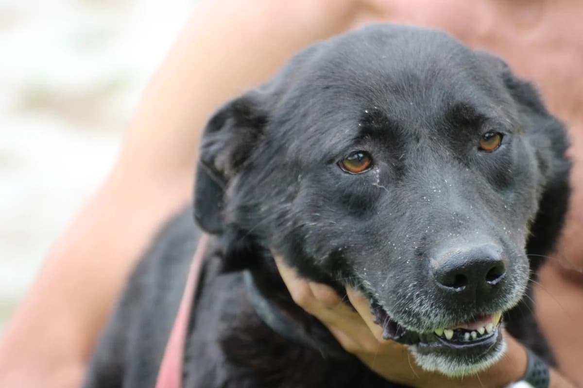 Belinda, female 4yo Labrador Retriever for adoption at Das kleine Tierheim, Lohra
