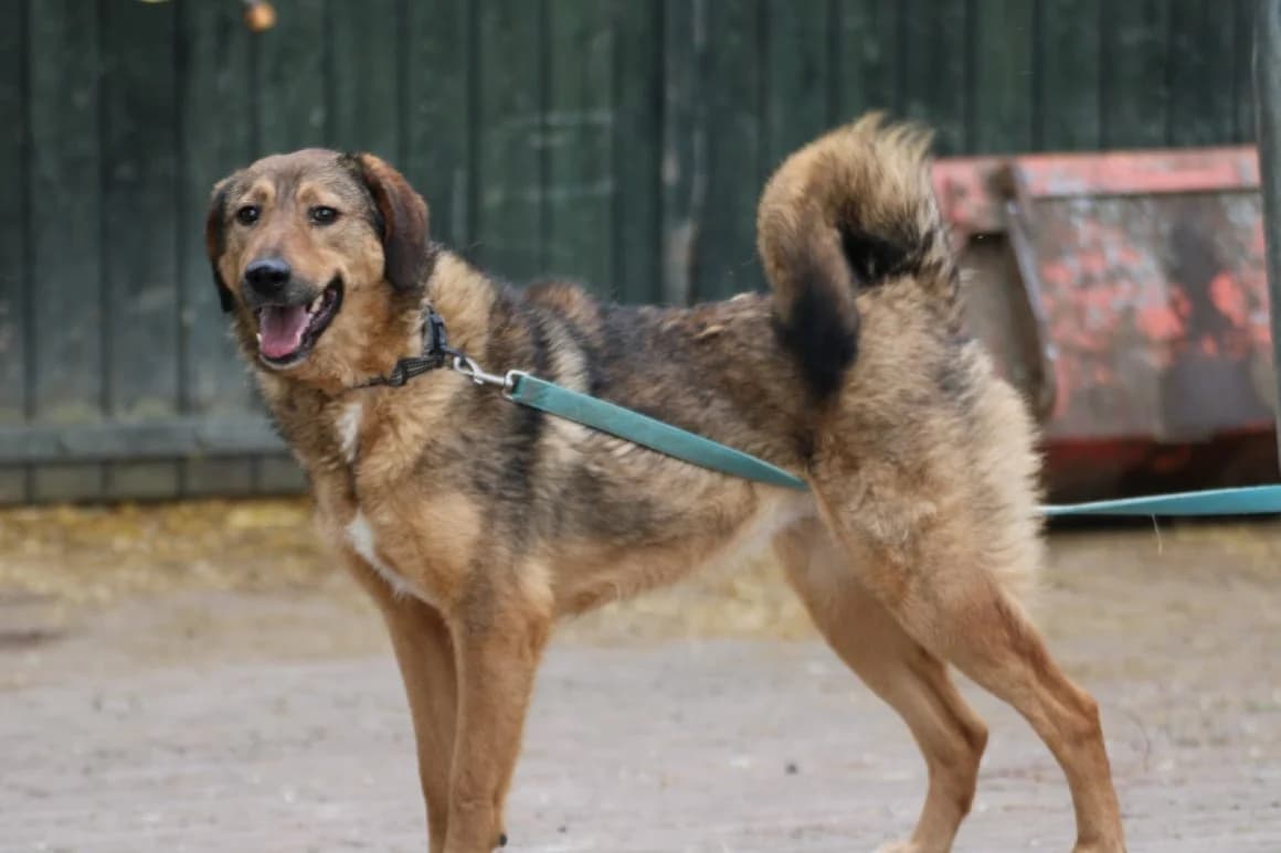 Juni – intelligente, lernbereite Hündin, female young Mixed Breed for adoption at Das kleine Tierheim, Lohra