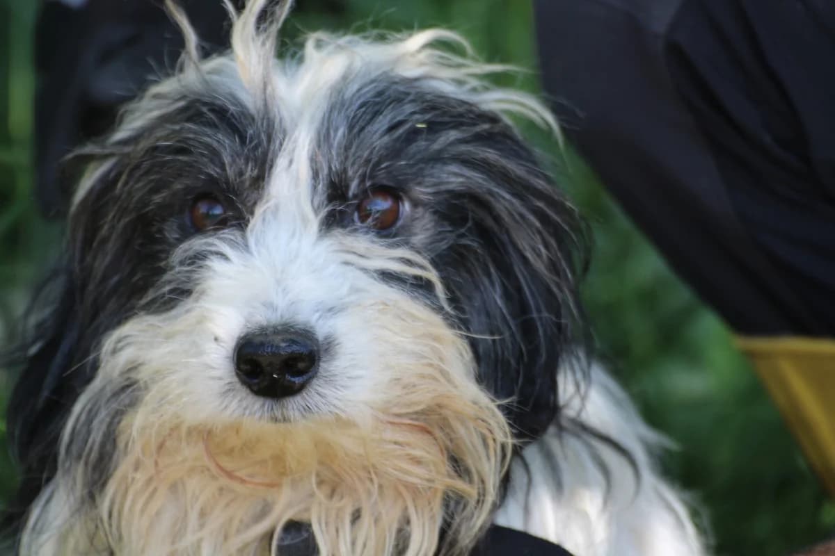 Pamino, male young Maltese for adoption at Das kleine Tierheim, Lohra