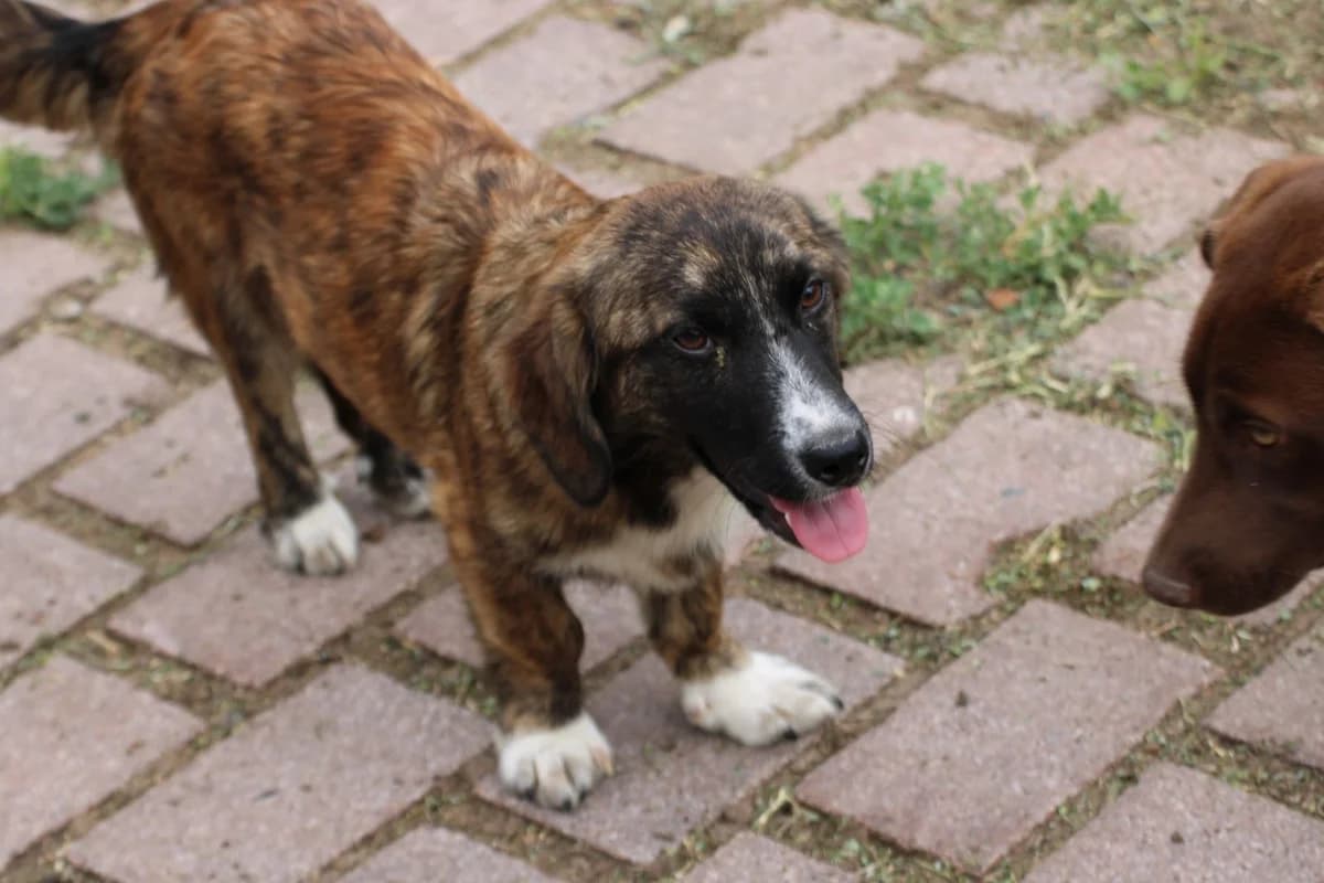 Denia, female puppy Dachshund for adoption at Das kleine Tierheim, Lohra