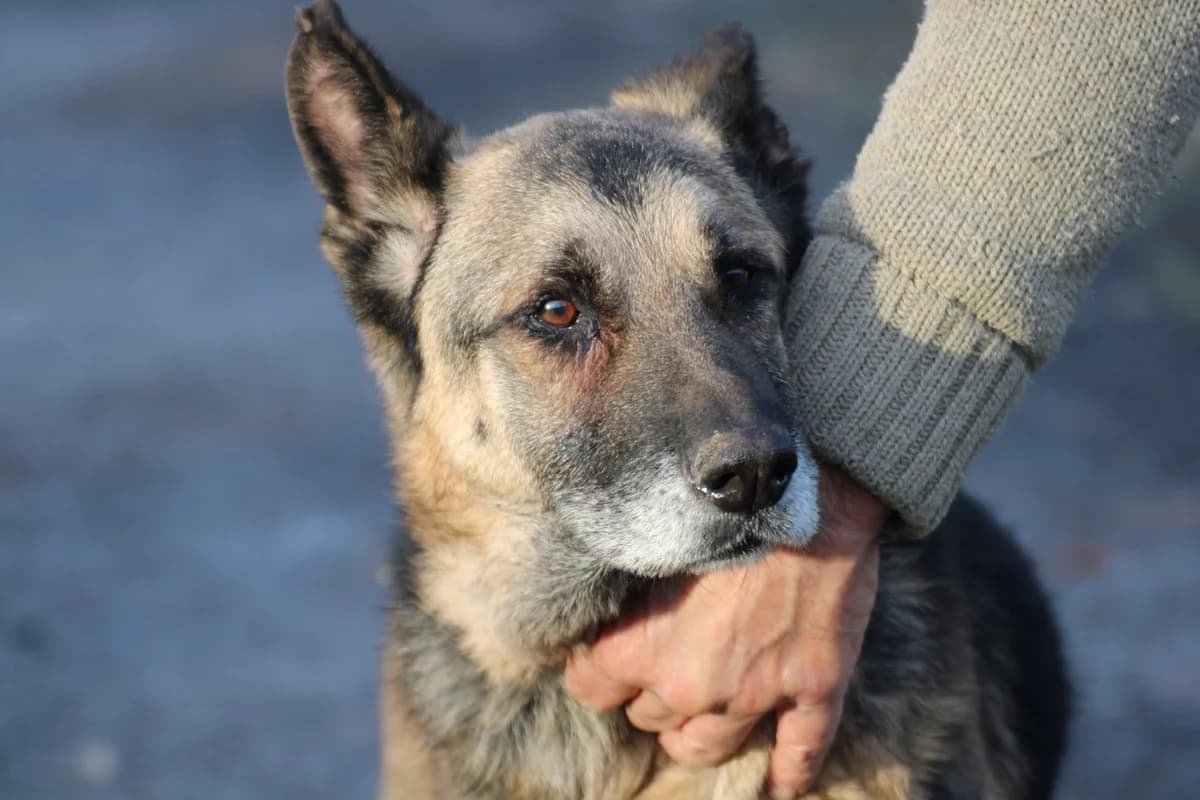 Ojade - kinderlieb u. sehr zutraulich, female 6yo German Shepherd for adoption at Das kleine Tierheim, Lohra