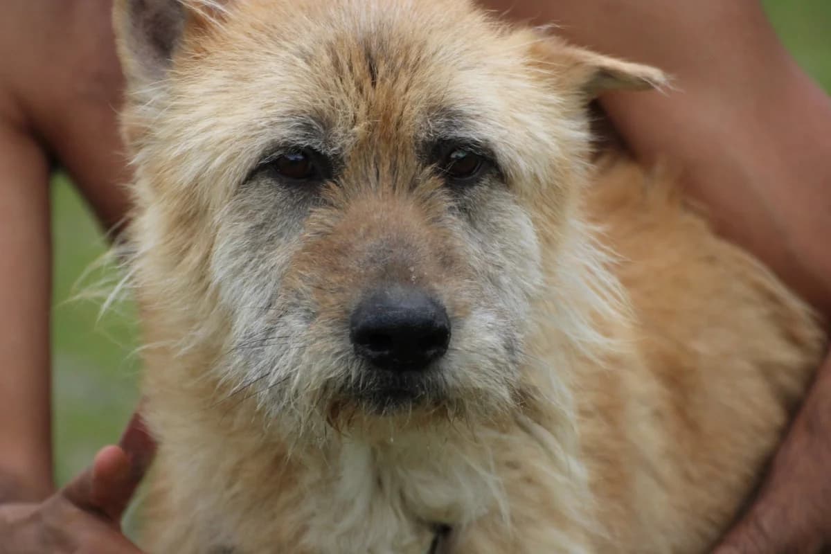Bim, male young mixed breed for adoption at Das kleine Tierheim, Lohra